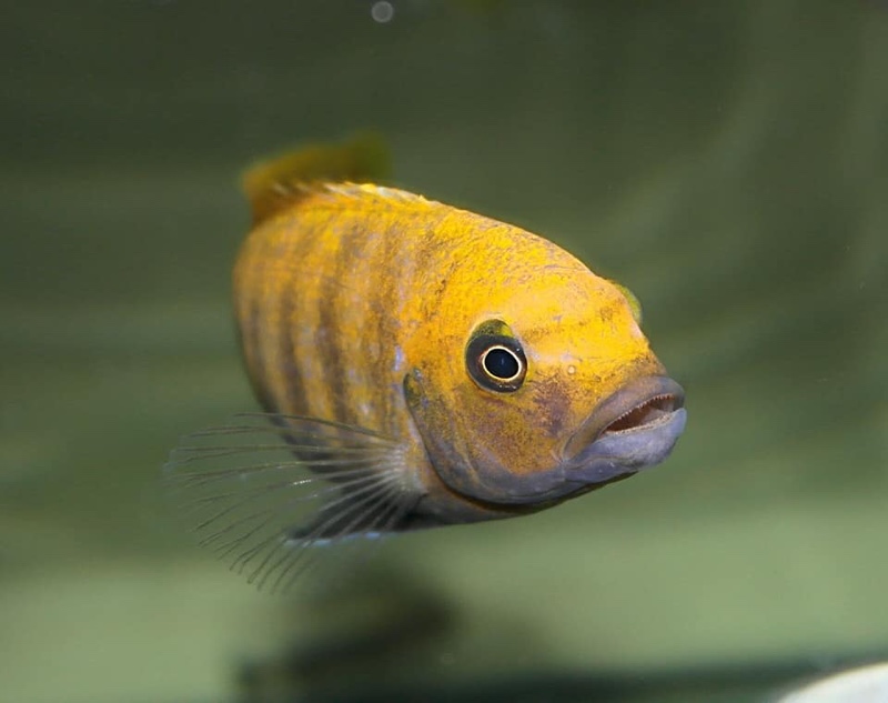 Maylandia sp. 'zebra gold' Sanga